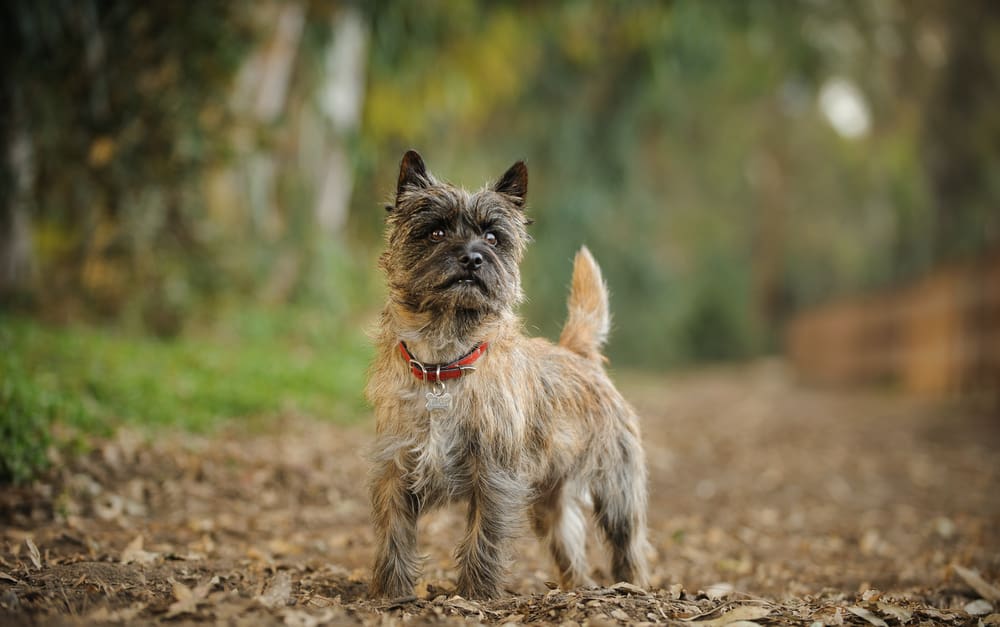 Petland Miami picture of cute Cairn Terrier standing in forest. 