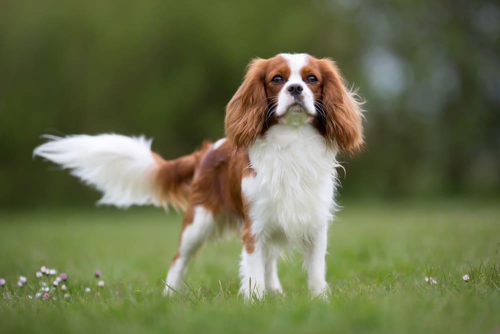 Petland Miami picture of a cute Cavalier King Charles Spaniel dog standing in a field on a sunny day. 