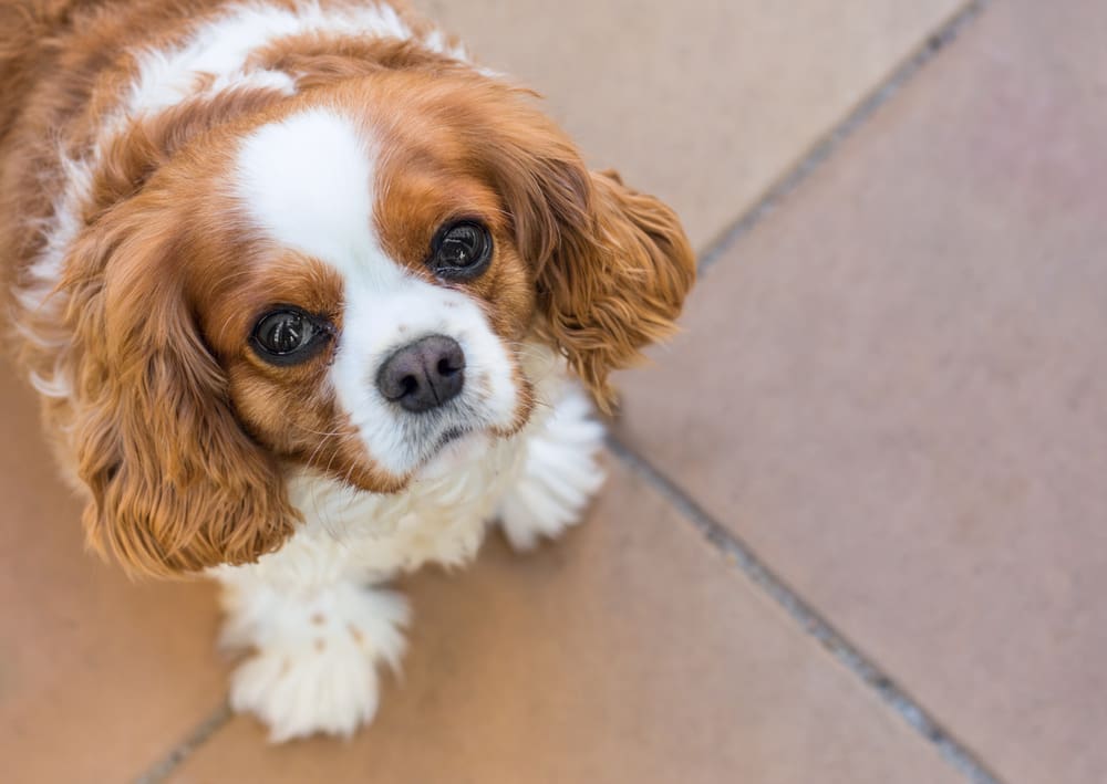 9 Popular Dog Breeds That Are Irresistibly Cute