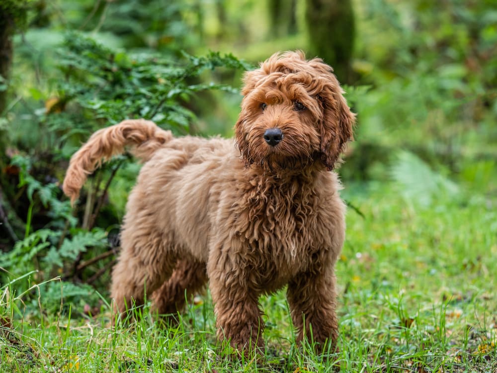 Petland Miami picture of a cute Cockapoo puppy standing around trees in a local forest.