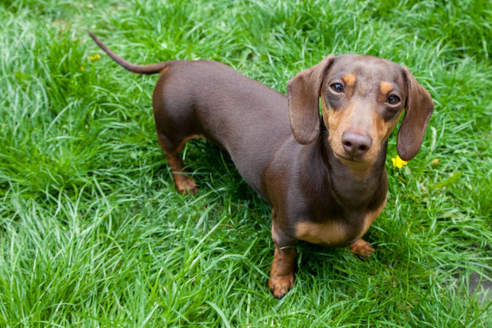 Petland Miami picture of a cute Miniature Dachshund standing in grass.