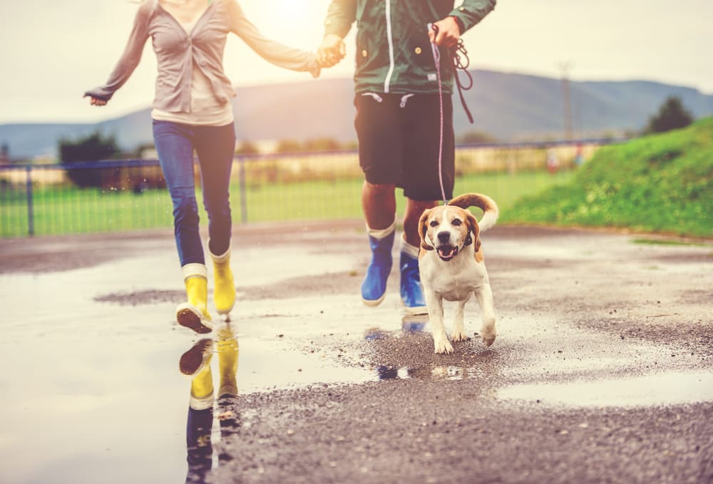 How to Exercise Your Puppy During Bad Weather