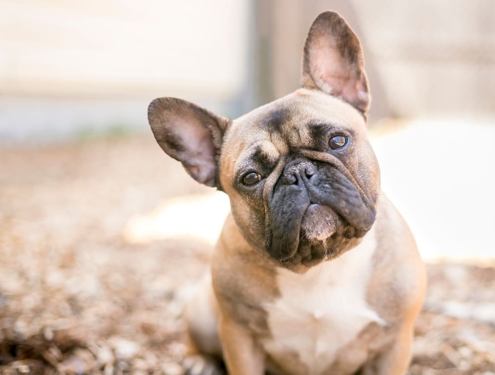 A Guide to Brachycephalic Dogs