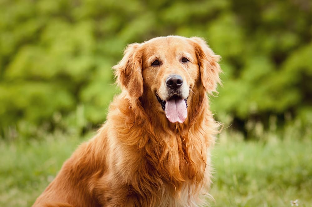 Petland Miami picture of a beautiful Golden Retriever puppy looking at camera while in a field.