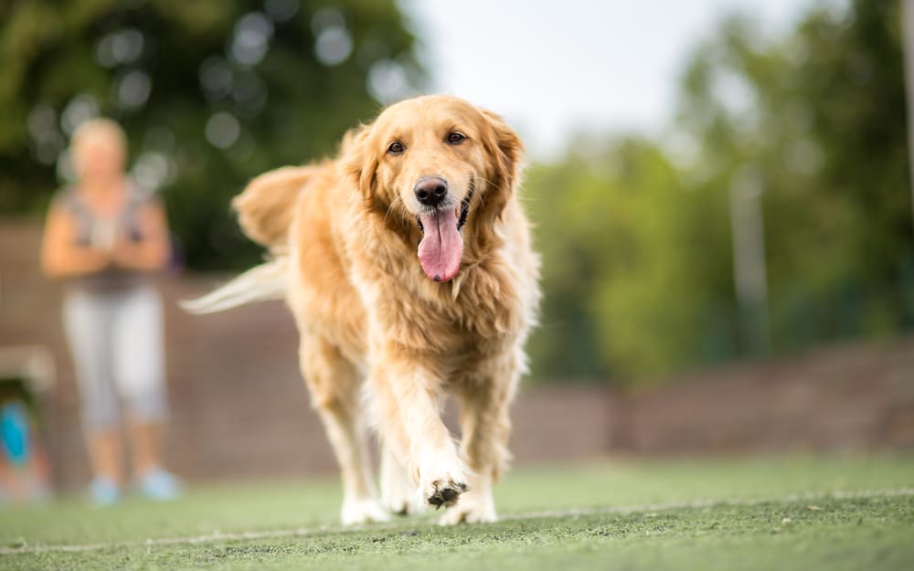 5 Fun Facts About Golden Retrievers