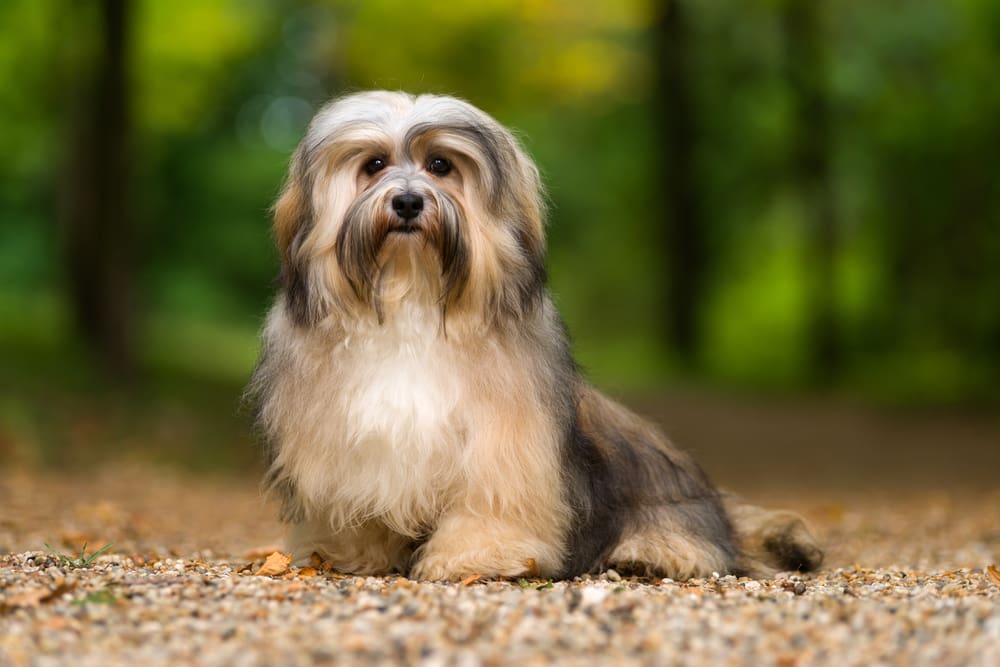 Petland Miami picture of cute Havanese sitting on a gravel forest road and looking at camera.