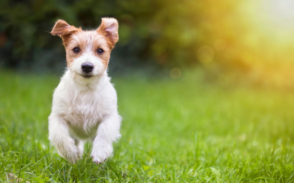 3 Ways To Greet Your Puppy