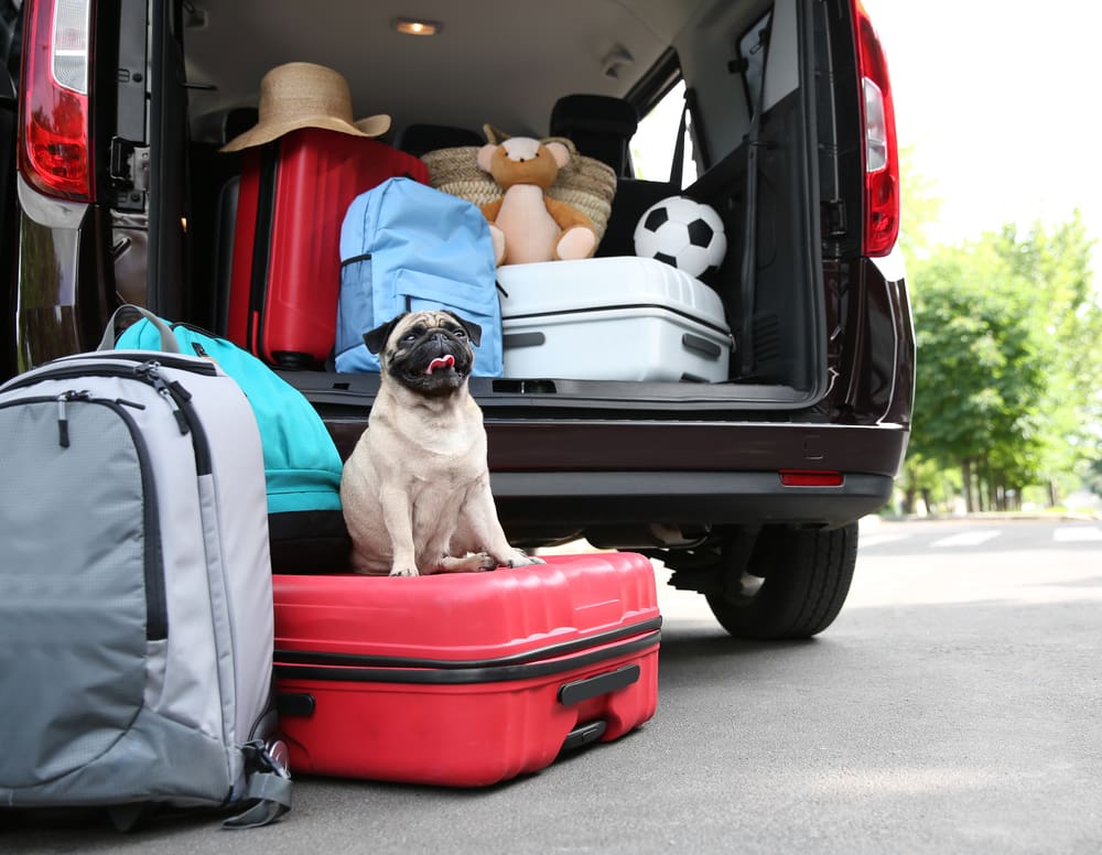 How to Travel Safely with Your Puppy