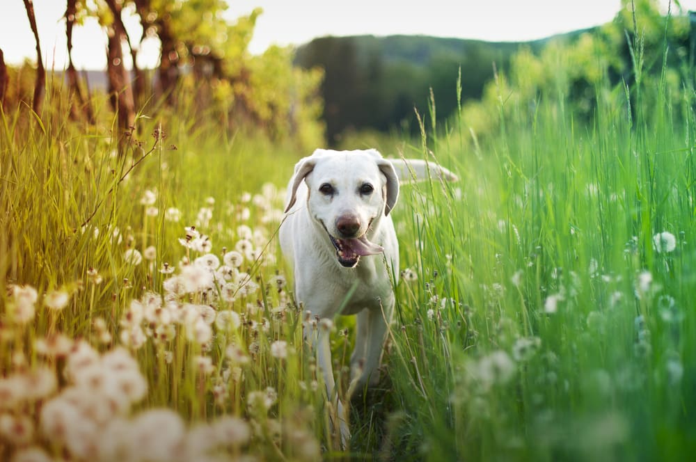 5 Reasons Your Puppy Shouldn’t Eat Bugs