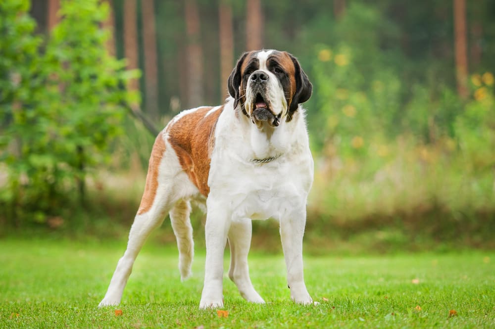 Petland Miami picture of a short-haired Saint Bernard dog standing on the lawn.