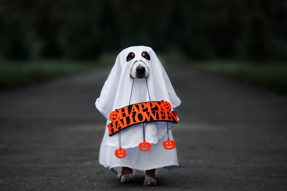 10 Hilarious Halloween Costumes For Your Puppy