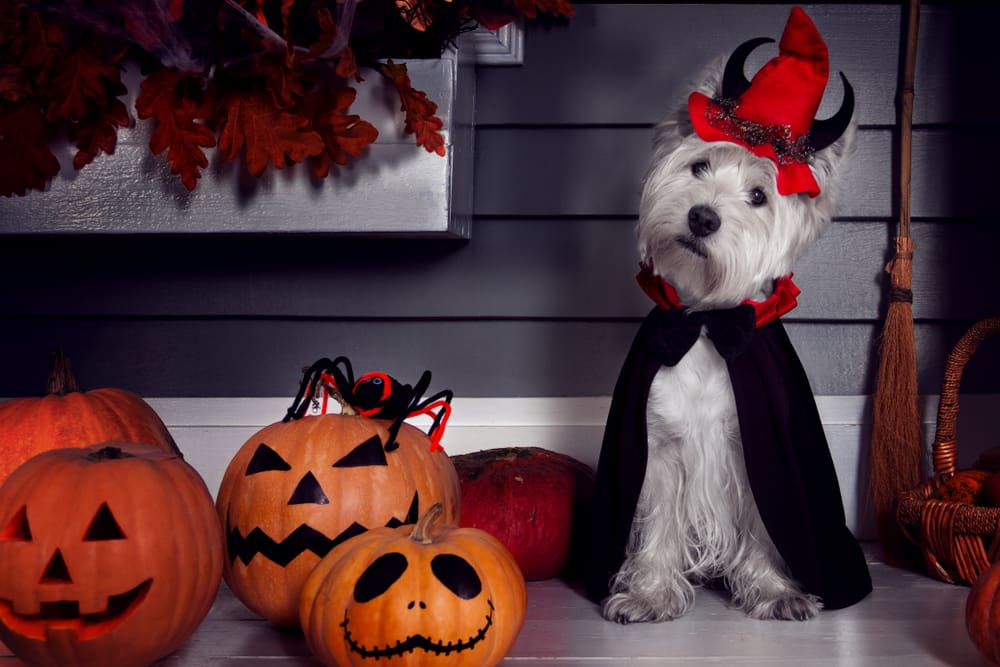 10 Pet Safety Tips for This Halloween