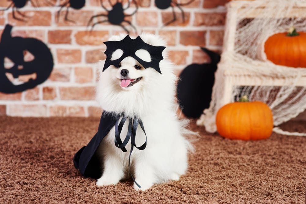How To Safely Trick-or-Treat with Your Puppy