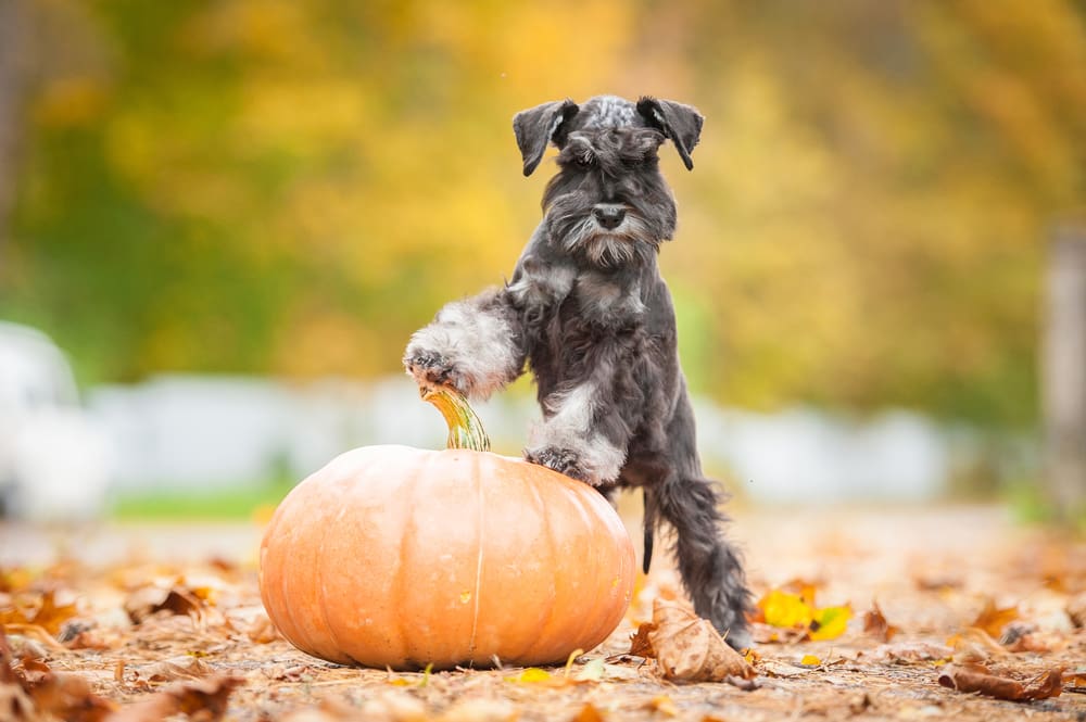 How To Throw A Puppy Halloween Party