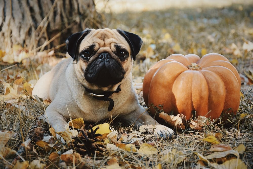 How to Celebrate Thanksgiving with Your Puppy