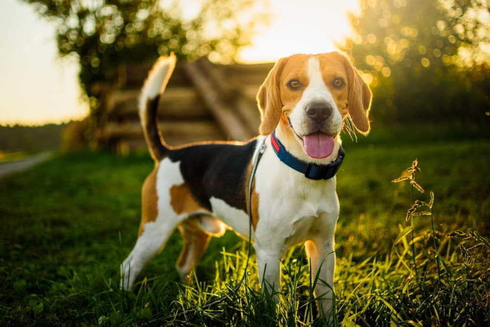 Petland Miami picture of a cute Beagle standing in a field during sunset.