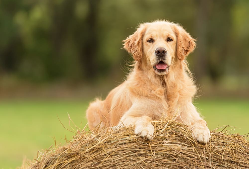 Petland Miami picture of cute Golden Retriever relaxing on a hay bale.