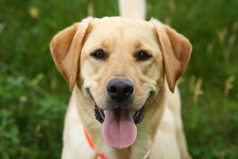 Petland Miami picture of cute Labrador Retriever puppy looking at the camera.