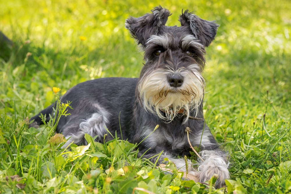 Miniature Schnauzer: Dog Breed Profile