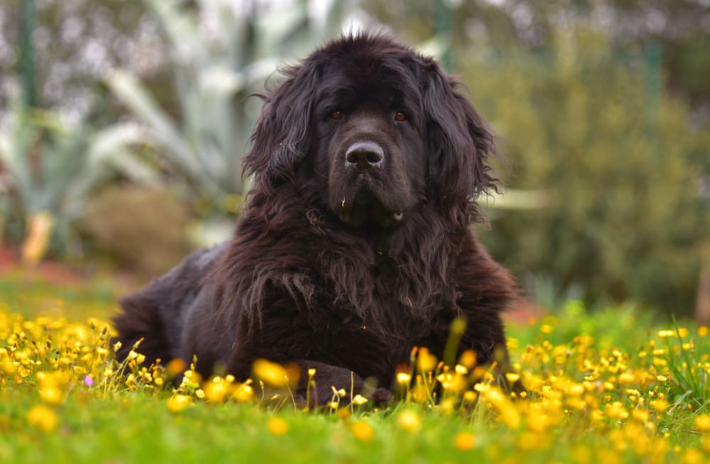 Petland Miami picture of beautiful Newfoundland dog laying in a field of yellow flowers. 