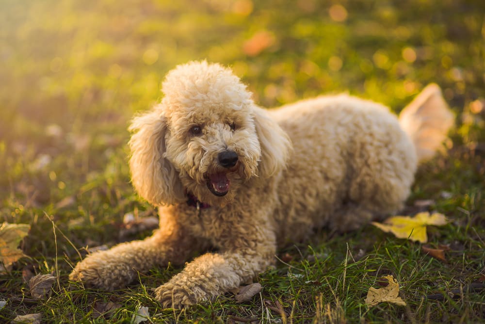 Petland Miami picture of cute Miniature Poodle laying on a field during sunset.