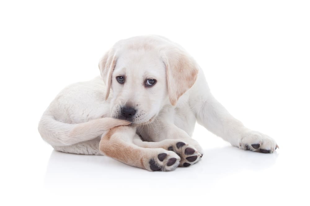 Why Puppies Chase Their Tails