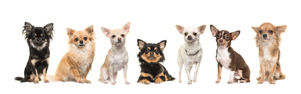 10 Things You Should Know About the Chihuahua