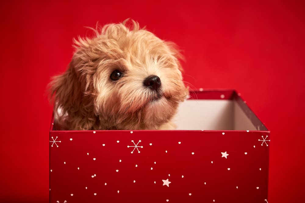 How To Give A Puppy For Christmas