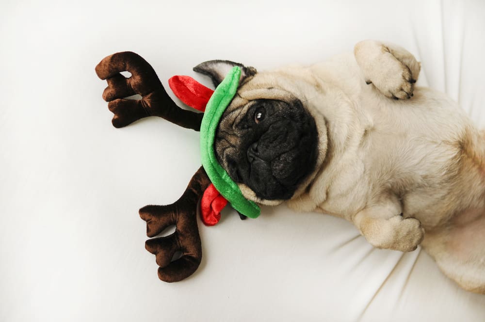 10 Cute Holiday Outfits For Your Puppy