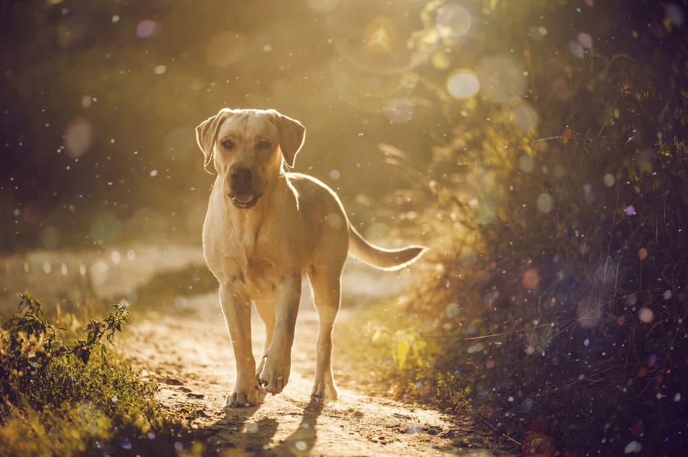 Petland Miami picture of Labrador Retriever hiking on a trail in a park.