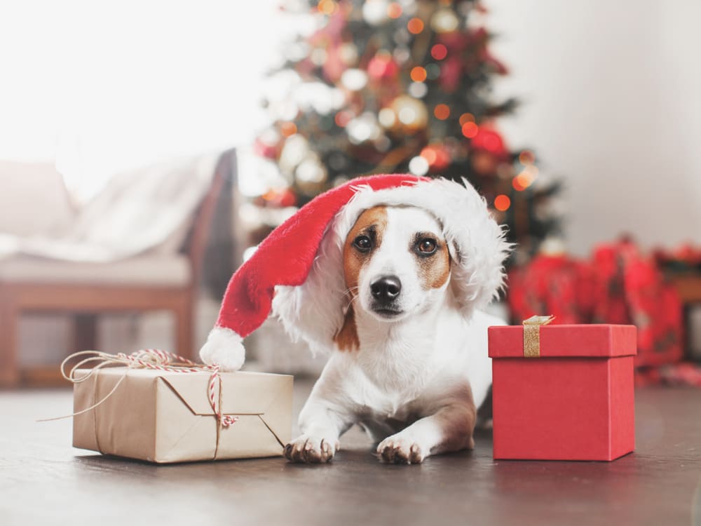 7 Best Christmas Gifts For Puppies