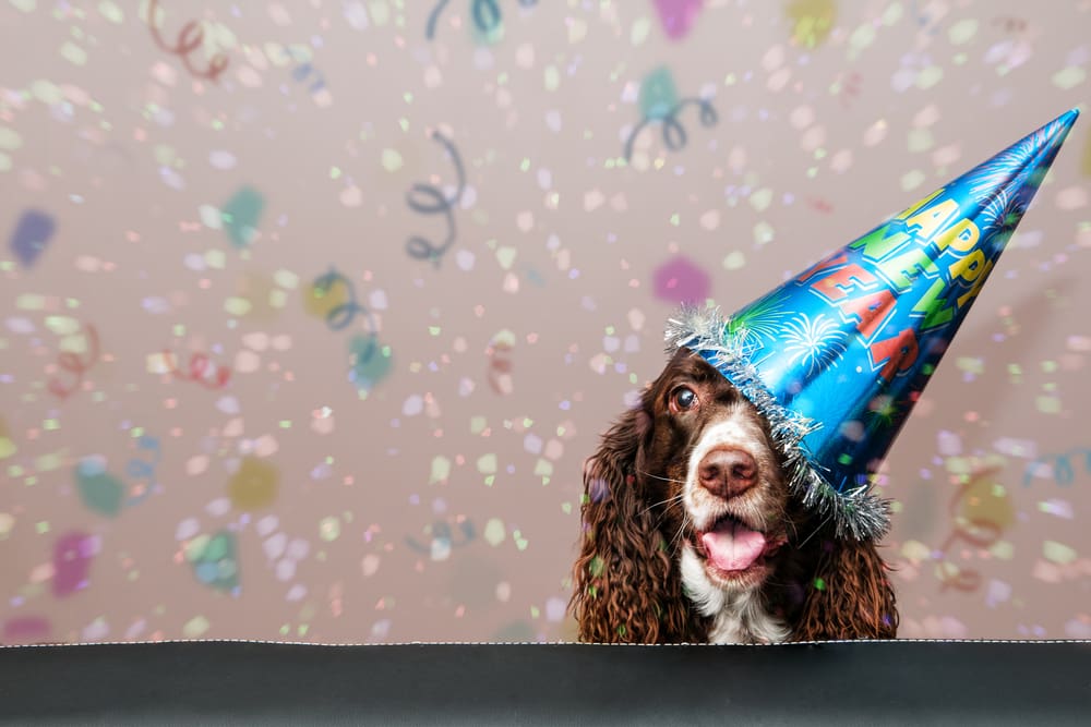 10 New Year’s Resolutions for Your Puppy