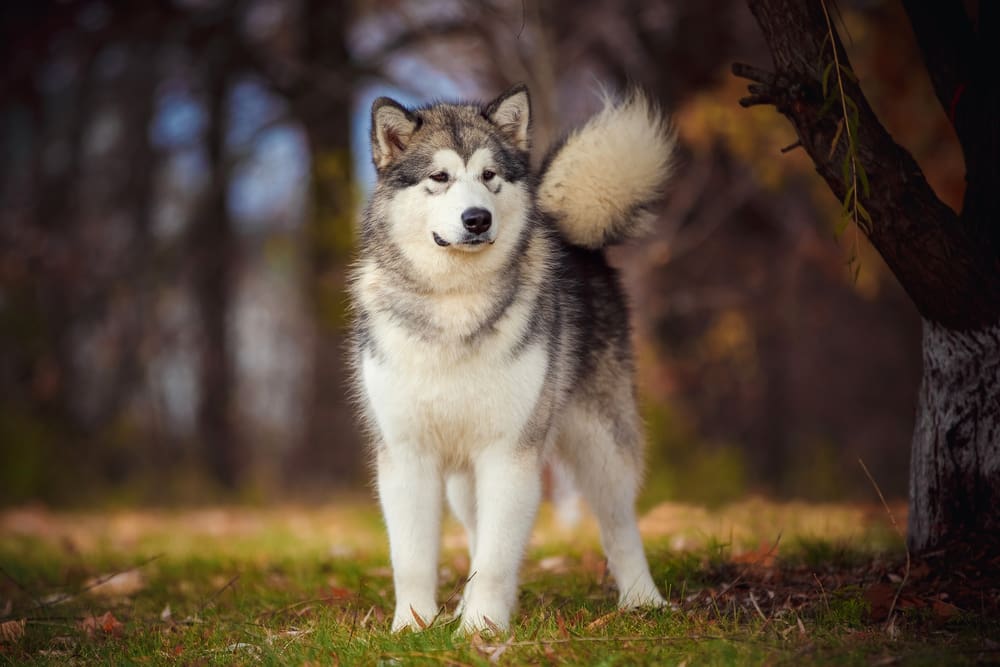 Petland Miami picture of Alaskan Malamute standing in a park while hiking.
