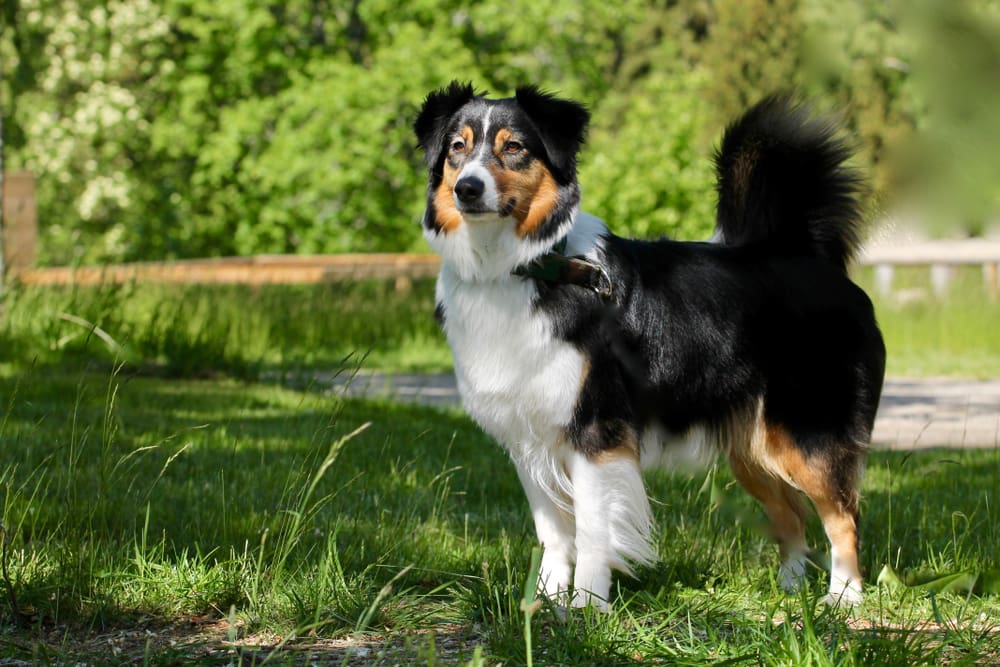 Petland Miami picture of a beautiful Australian Shepherd standing in grass while hiking.