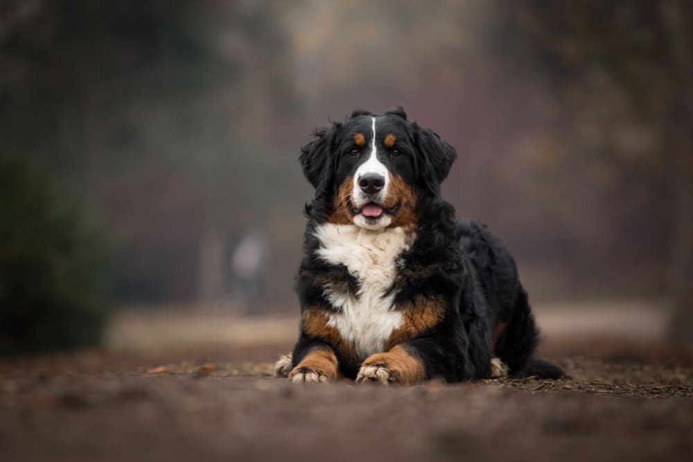 Petland Miami picture of cute Bernese Mountain Dog sitting on a dirt path while hiking.
