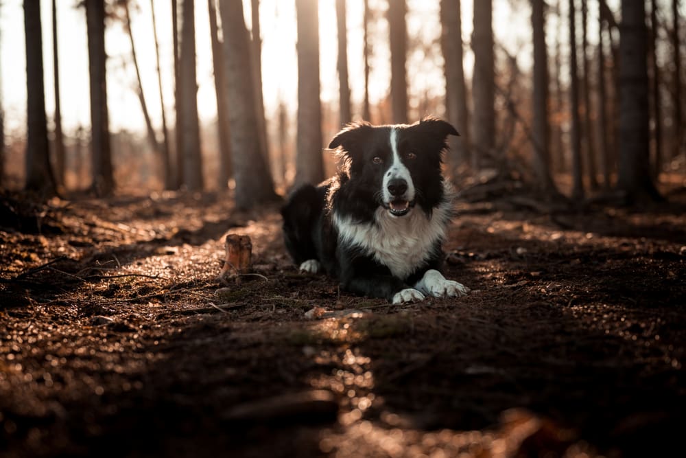 Petland Miami picture of Border Collie sitting on a dark path in a forest.
