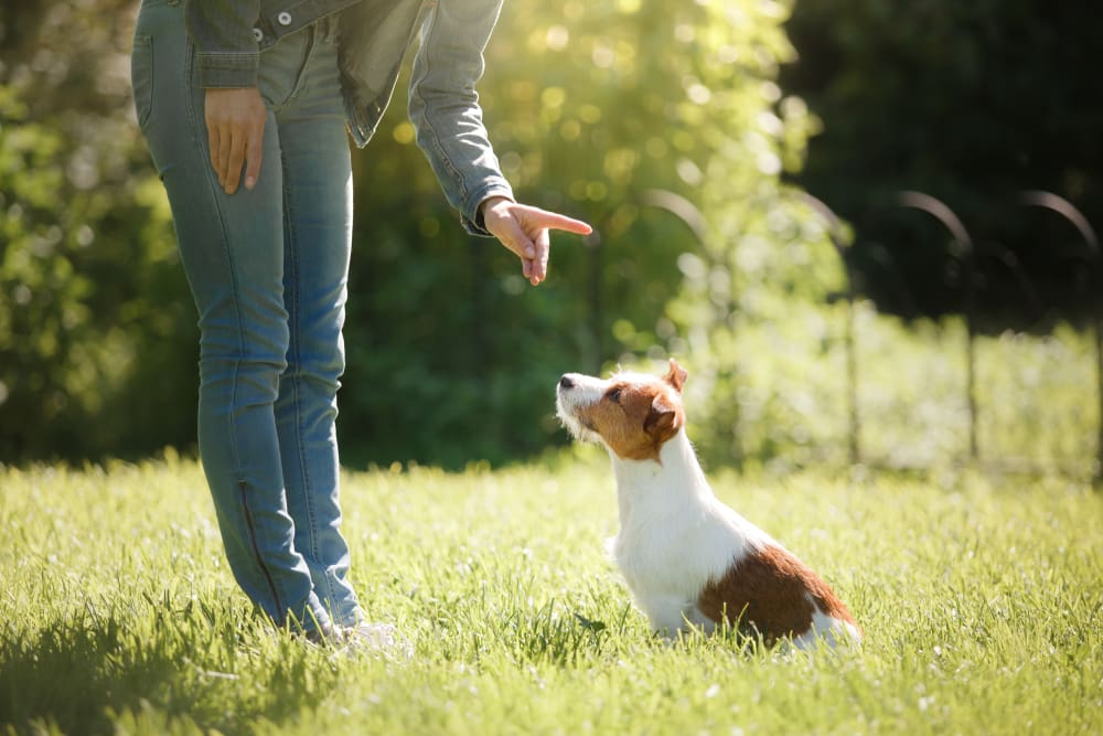 Basic Puppy Training 101: Everything You Need to Know