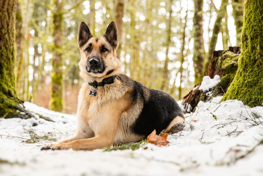 Petland Miami picture of German Shepherd sitting on a patch of snow while hiking in a forest.
