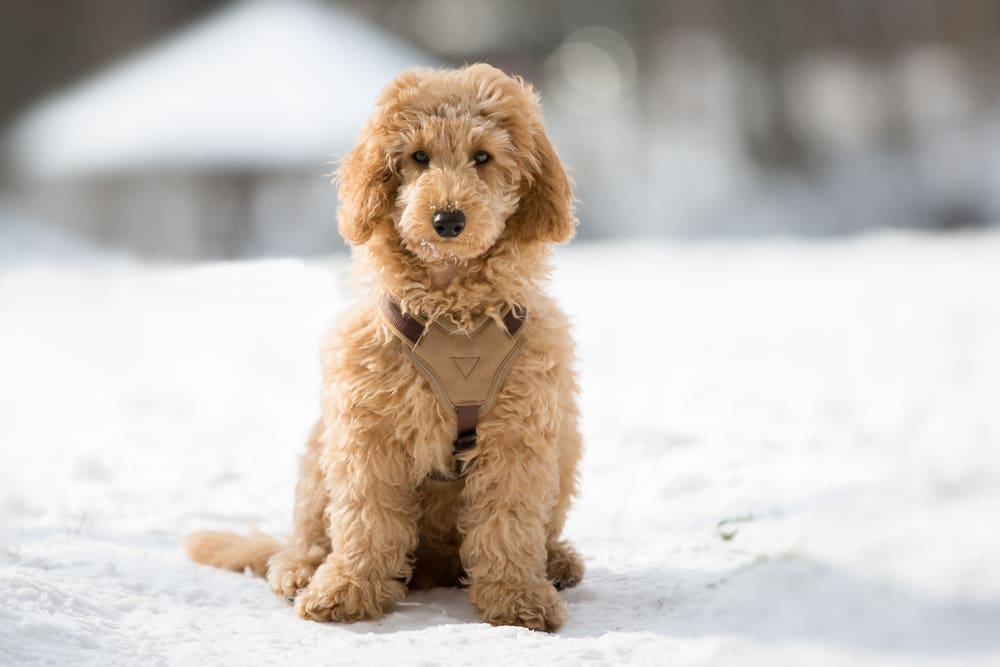 Petland Miami picture of Poodle sitting in a snowy path and staring at camera.