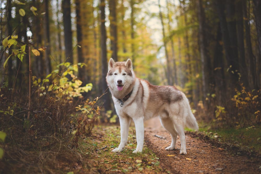 Petland Miami picture of a Siberian Husky standing on a path in a forest.
