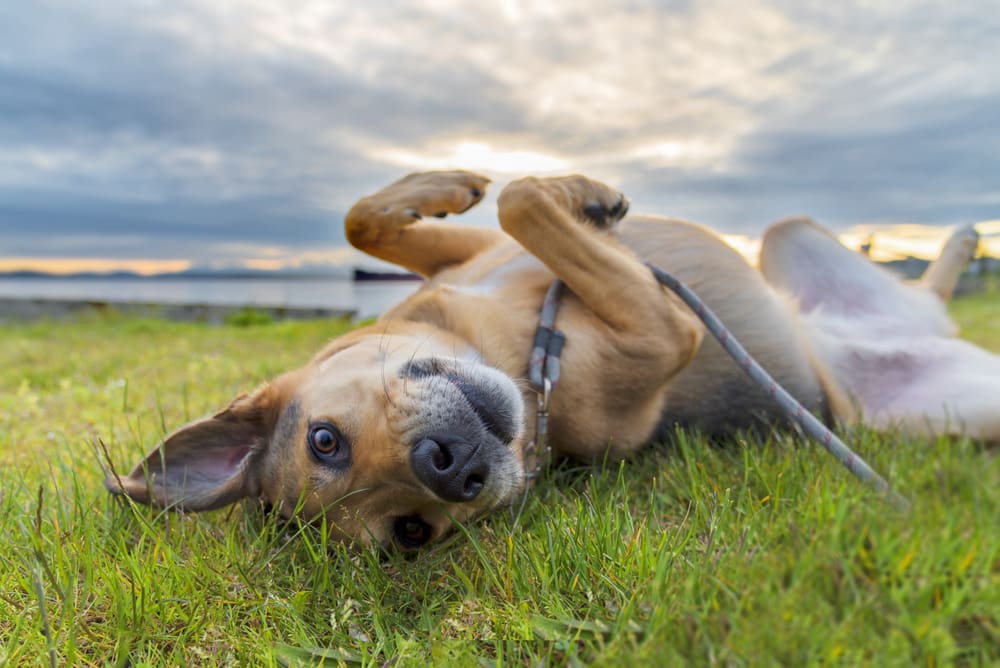 What To Do When You Find A Tick on Your Puppy