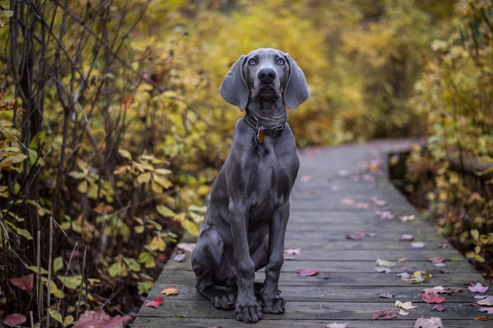 Petland Miami picture of a beautiful Weimaraner sitting and looking at camera while hiking.
