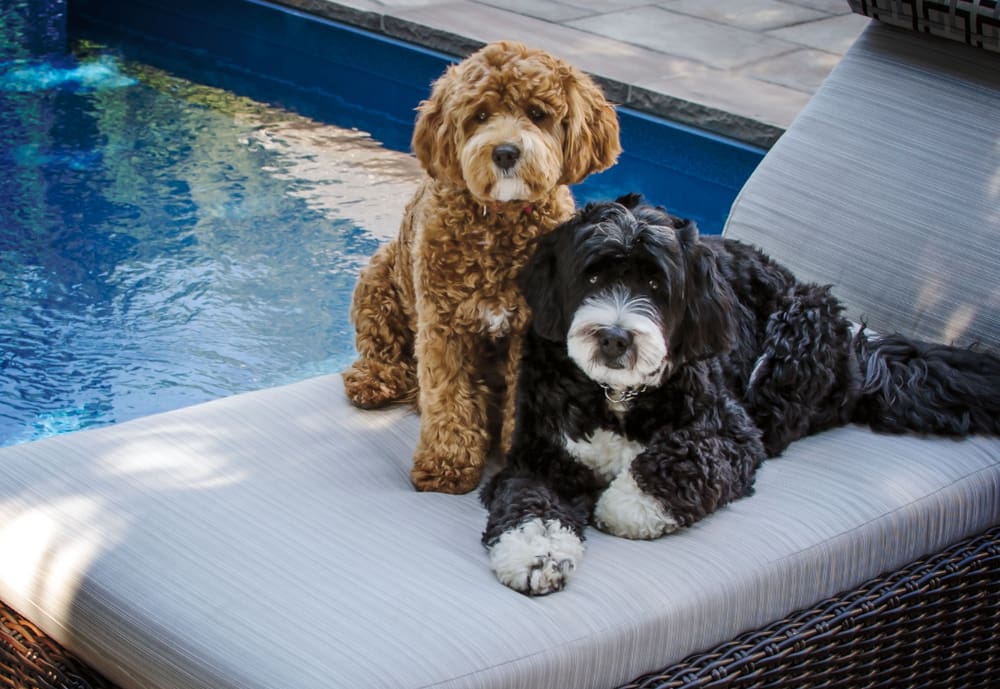 6 Things You Should Know About the Bernedoodle