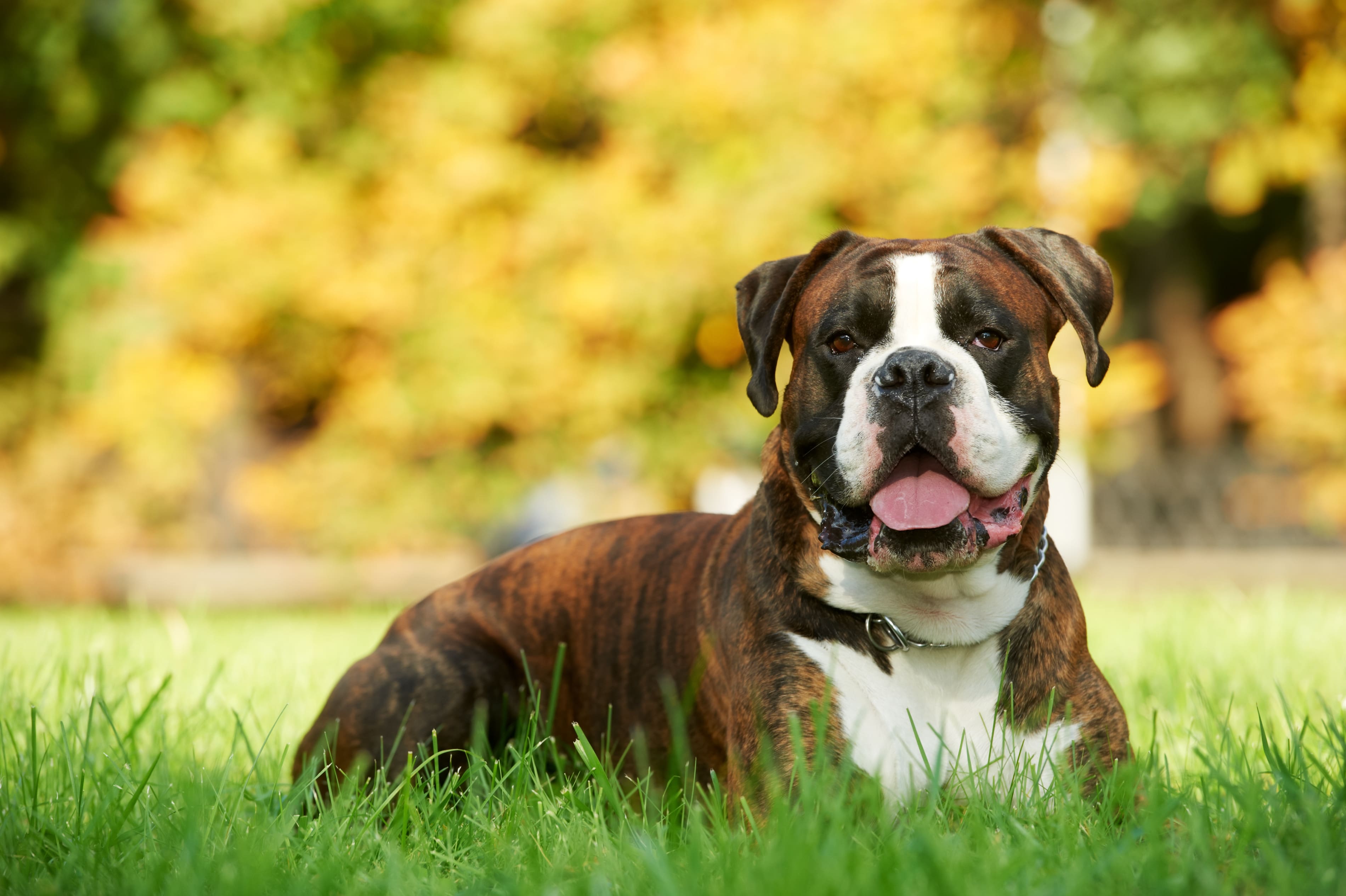 Boxer: Dog Breed Profile