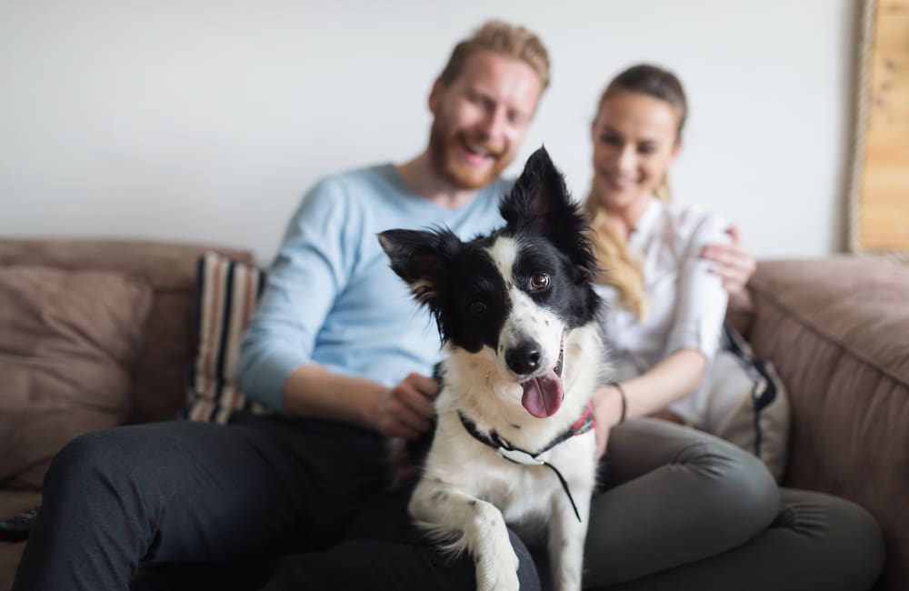 How To Be A Responsible Pet Owner