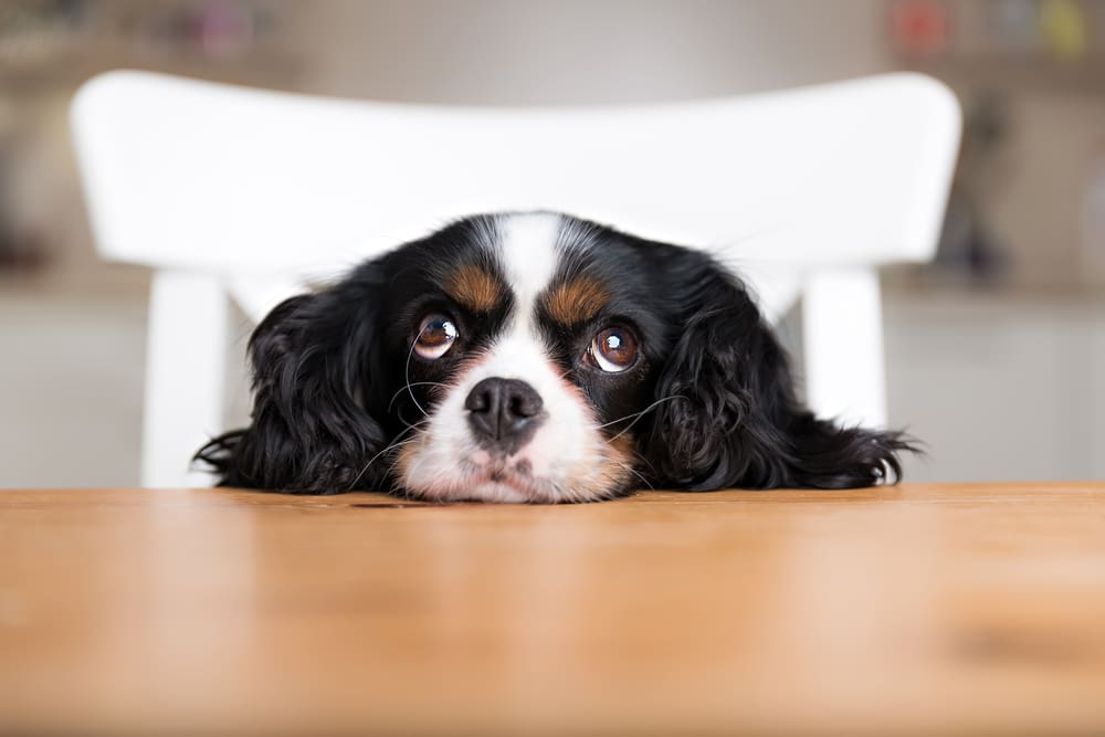 How to Stop Your Puppy From Begging