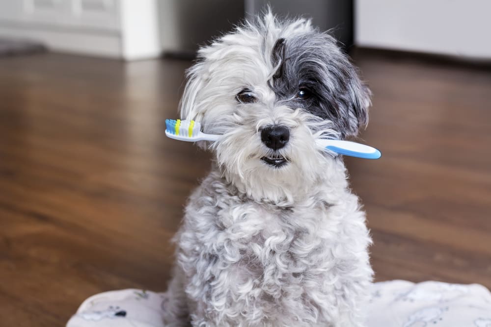 How to Care for Your Puppy’s Teeth