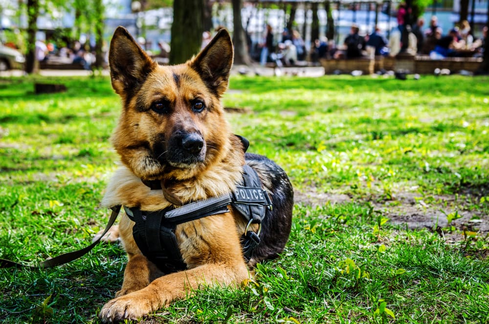 5 Inspiring K-9s for K-9 Veterans Day