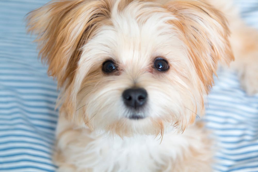 Morkie Poo: A Puppy You’ll Forever Love