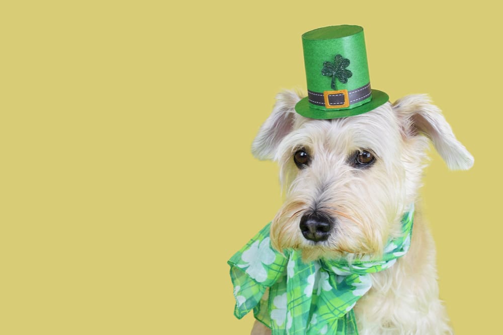 How to Celebrate St. Patrick’s Day With Your Puppy